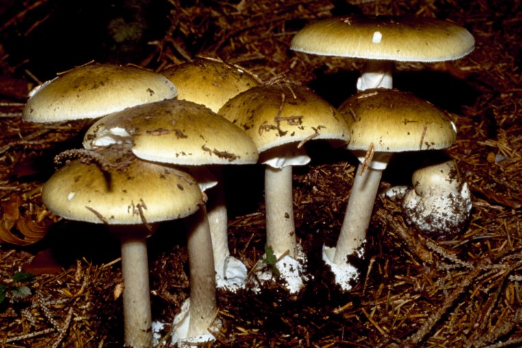 "Death cap" mushrooms.