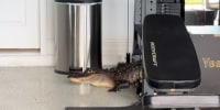 Gator in a family's garage gym.