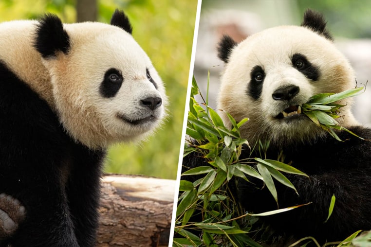 Giant Pandas sent to the US